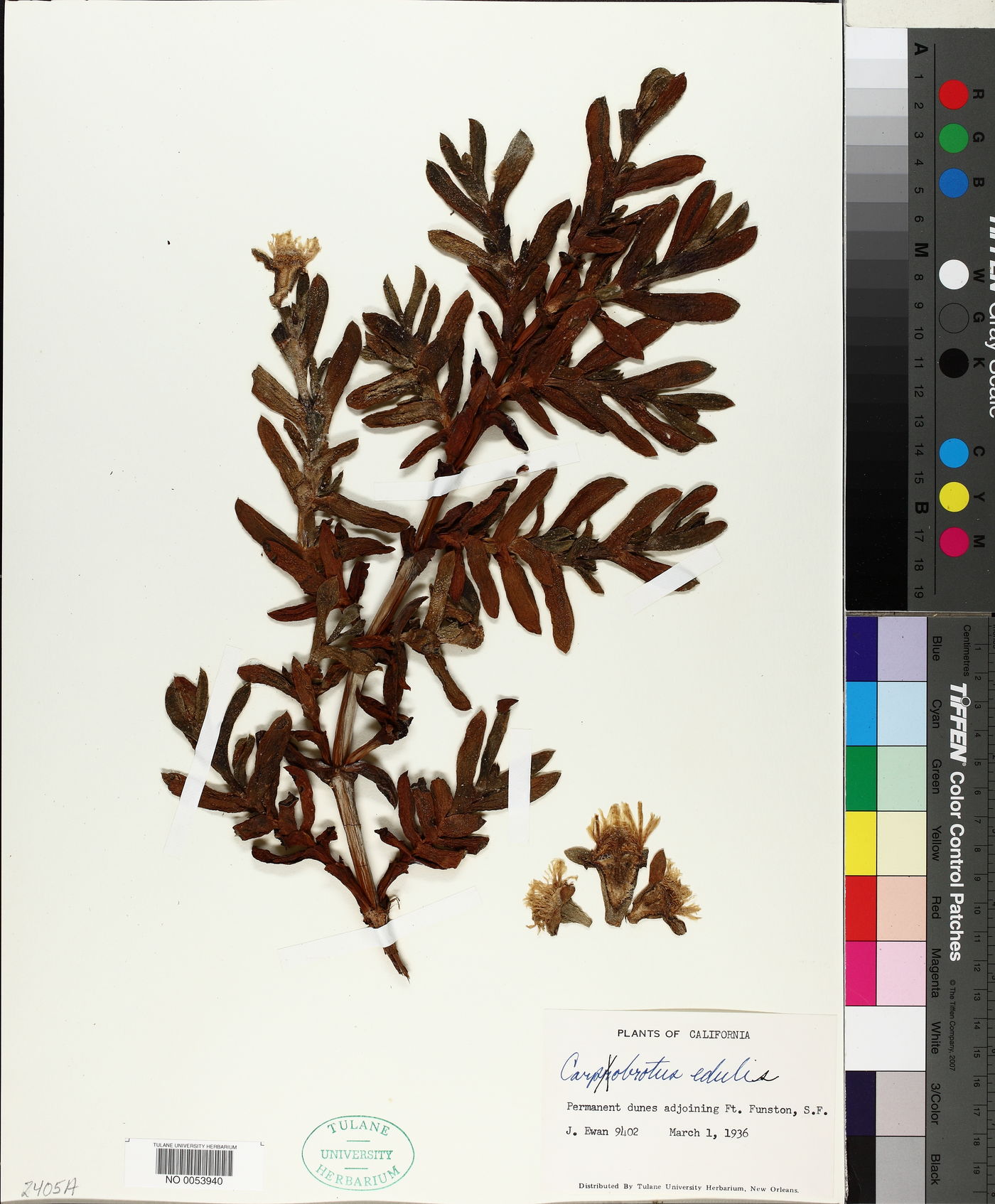 Carpobrotus image