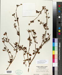 Aptenia cordifolia image