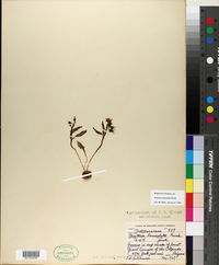 Claytonia lanceolata image