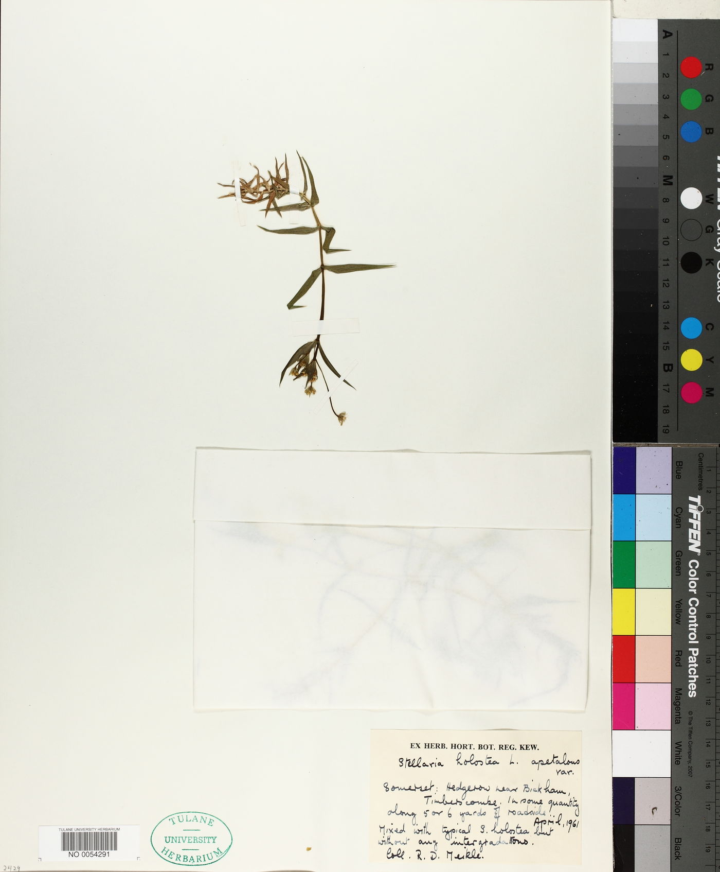 Stellaria holostea image