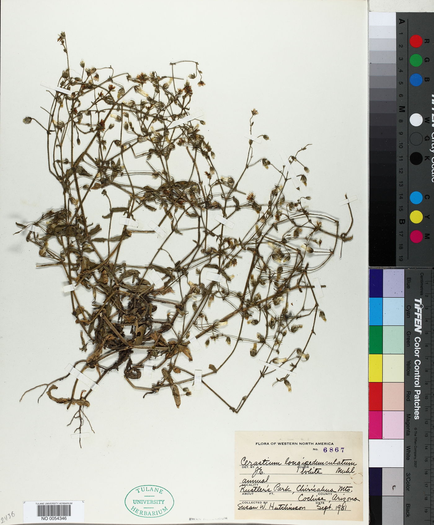 Cerastium longipedunculatum image