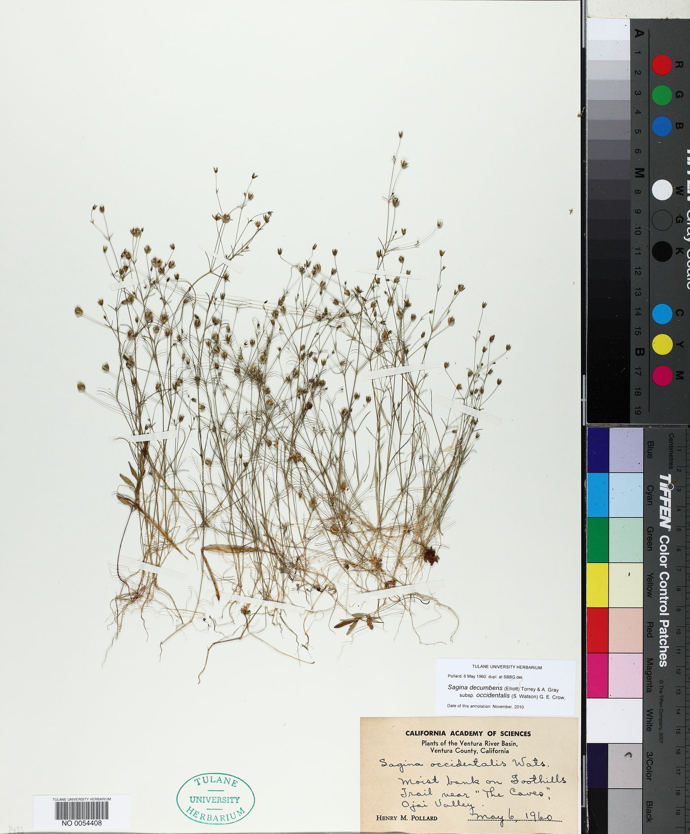 Sagina decumbens var. occidentalis image