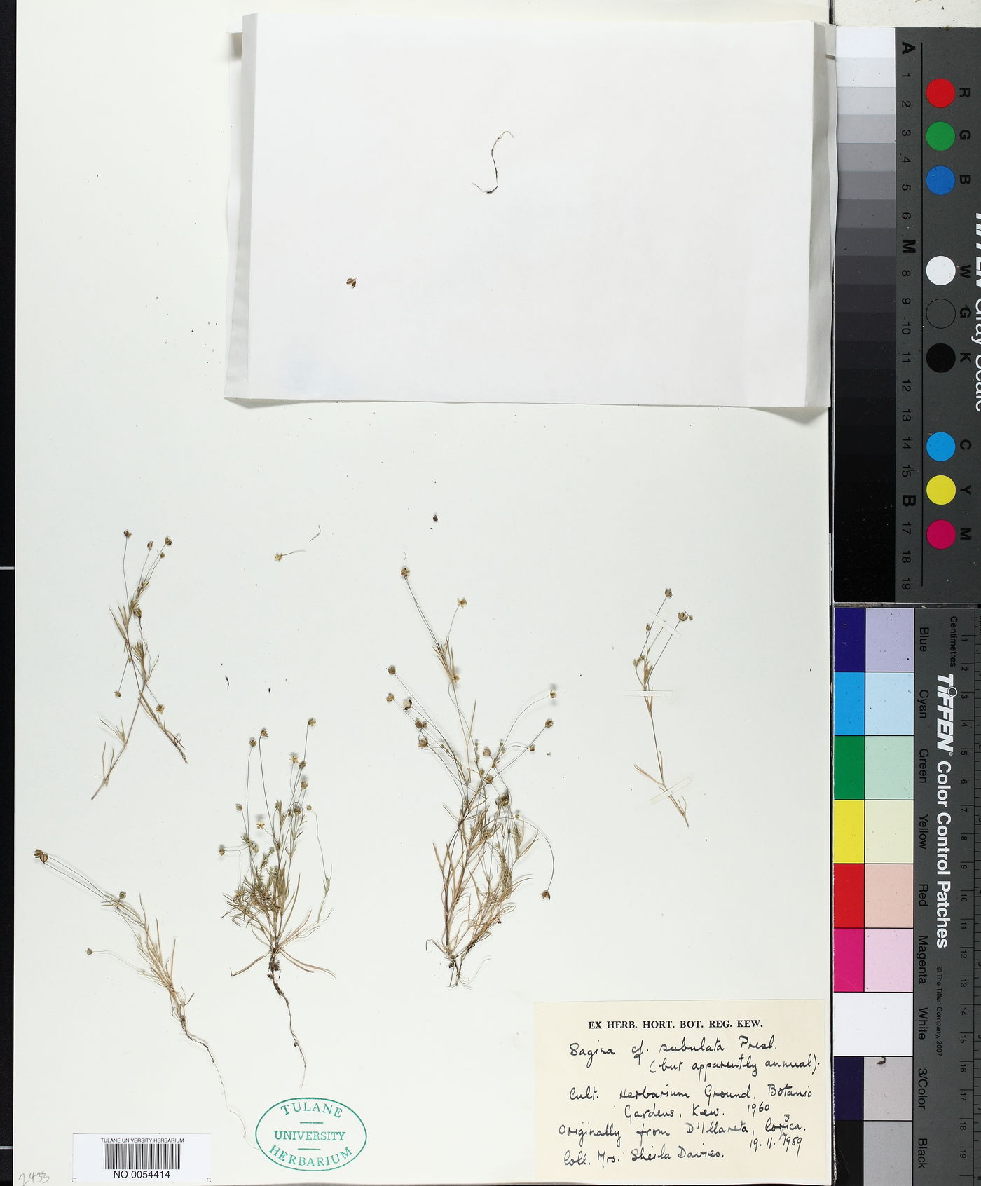 Sagina subulata image