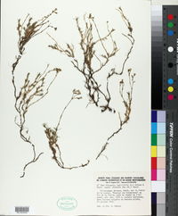 Cherleria laricifolia subsp. diomedis image