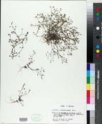 Image of Arenaria conimbricensis