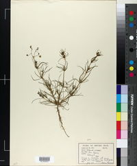 Spergula arvensis subsp. arvensis image