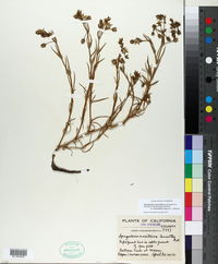 Spergularia macrotheca var. leucantha image