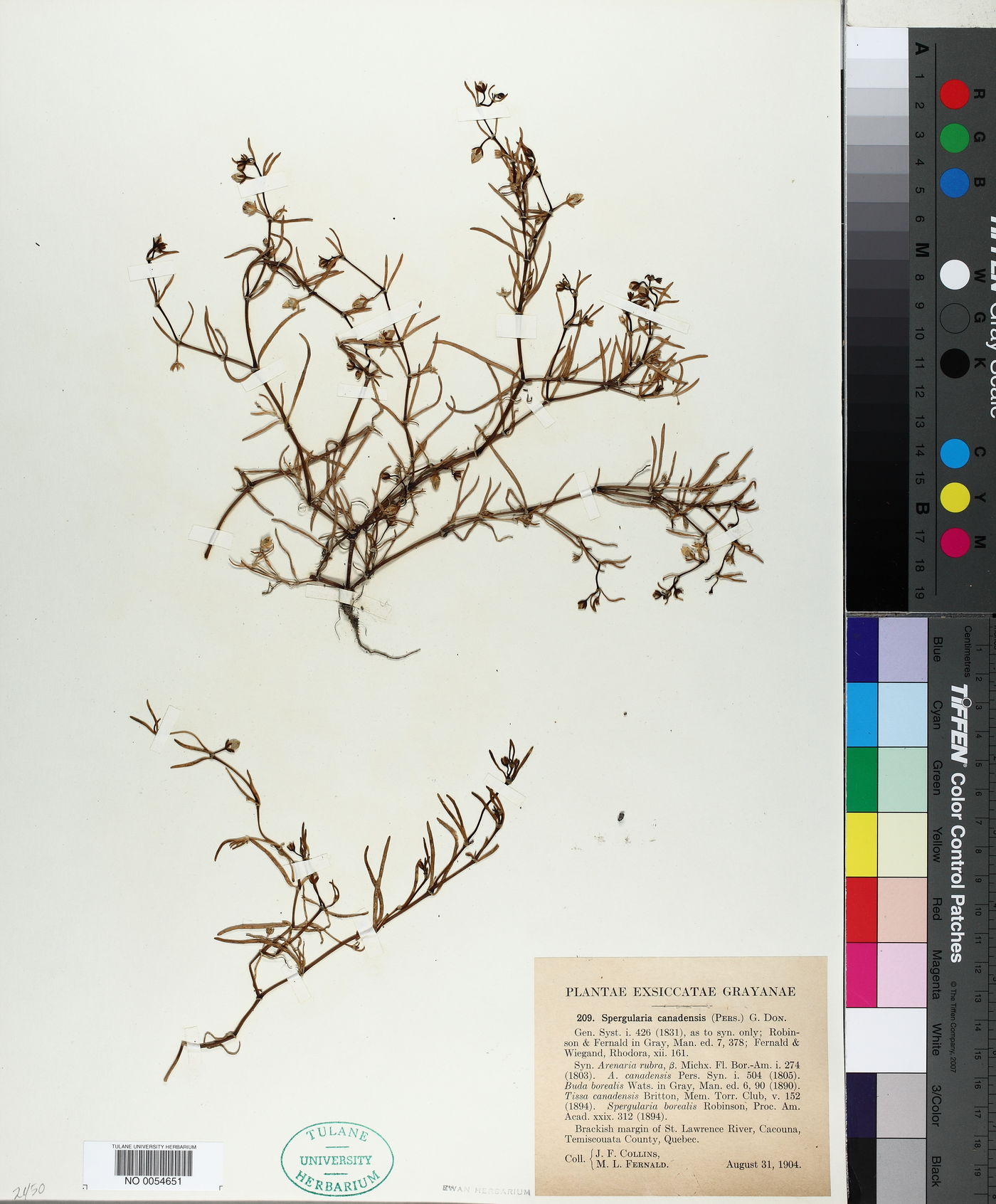Spergularia canadensis image