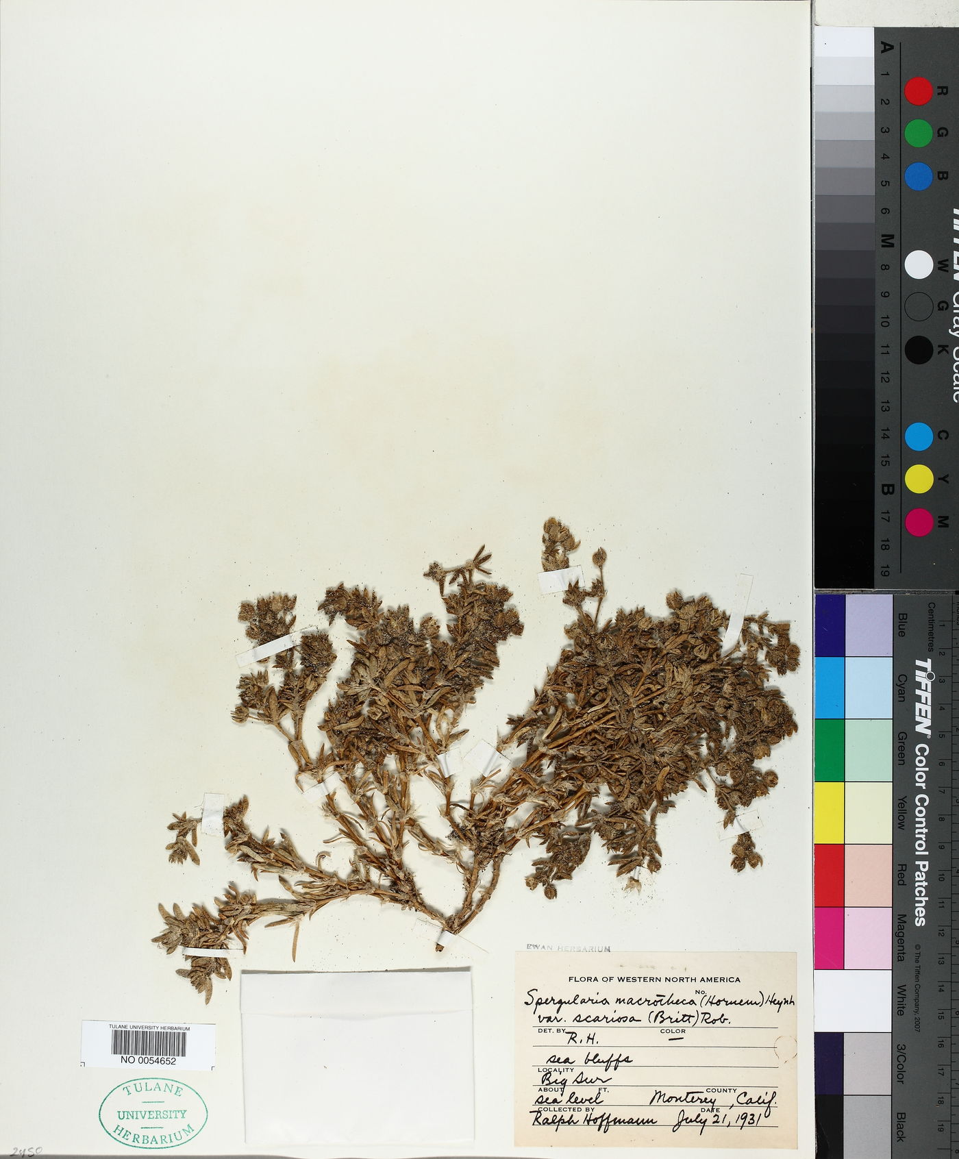 Spergularia macrotheca var. scariosa image