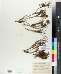 Spergularia clevelandii image