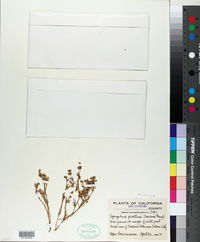 Spergularia platensis image