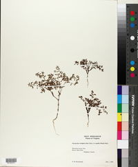 Paronychia fastigiata var. pumila image