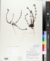 Paronychia erecta image