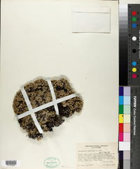 Paronychia pulvinata image