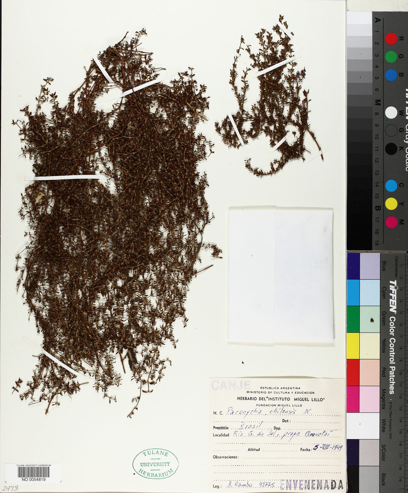 Paronychia chilensis image