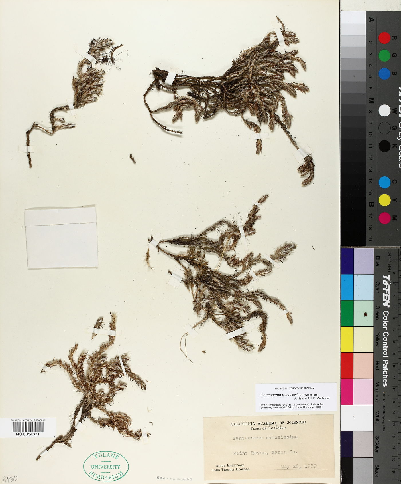 Cardionema ramosissima image