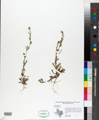 Silene gallica image