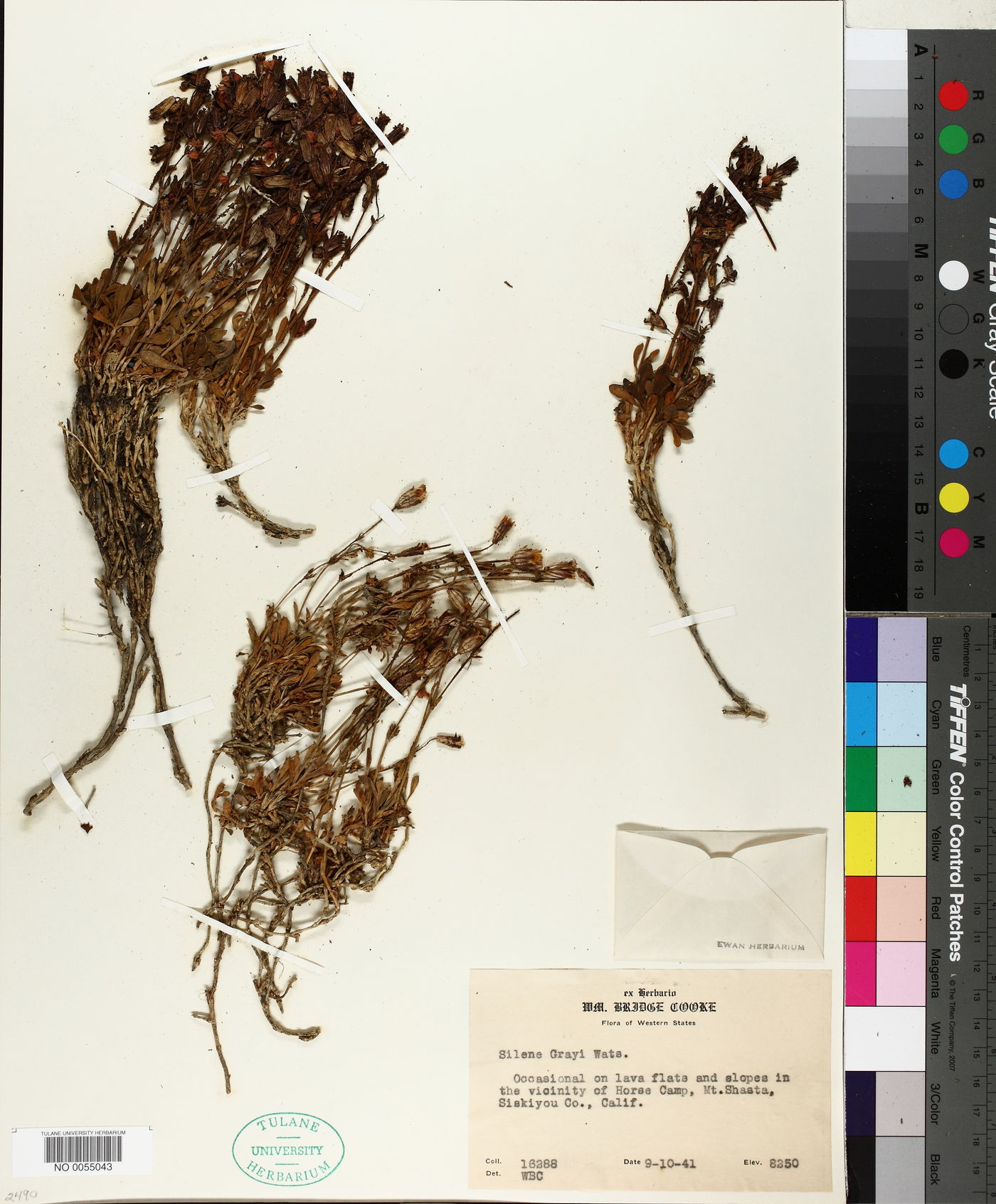Silene grayi image