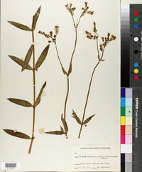 Silene latifolia image