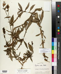 Silene latifolia image