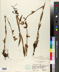Silene scouleri subsp. hallii image