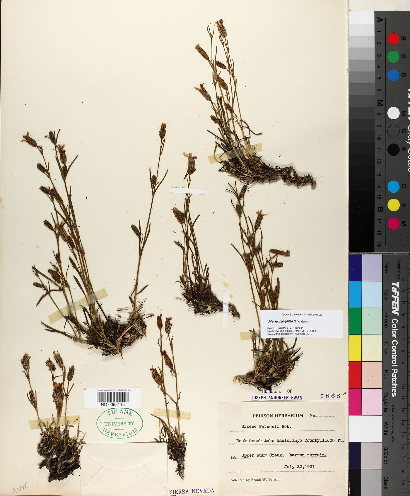 Silene sargentii image