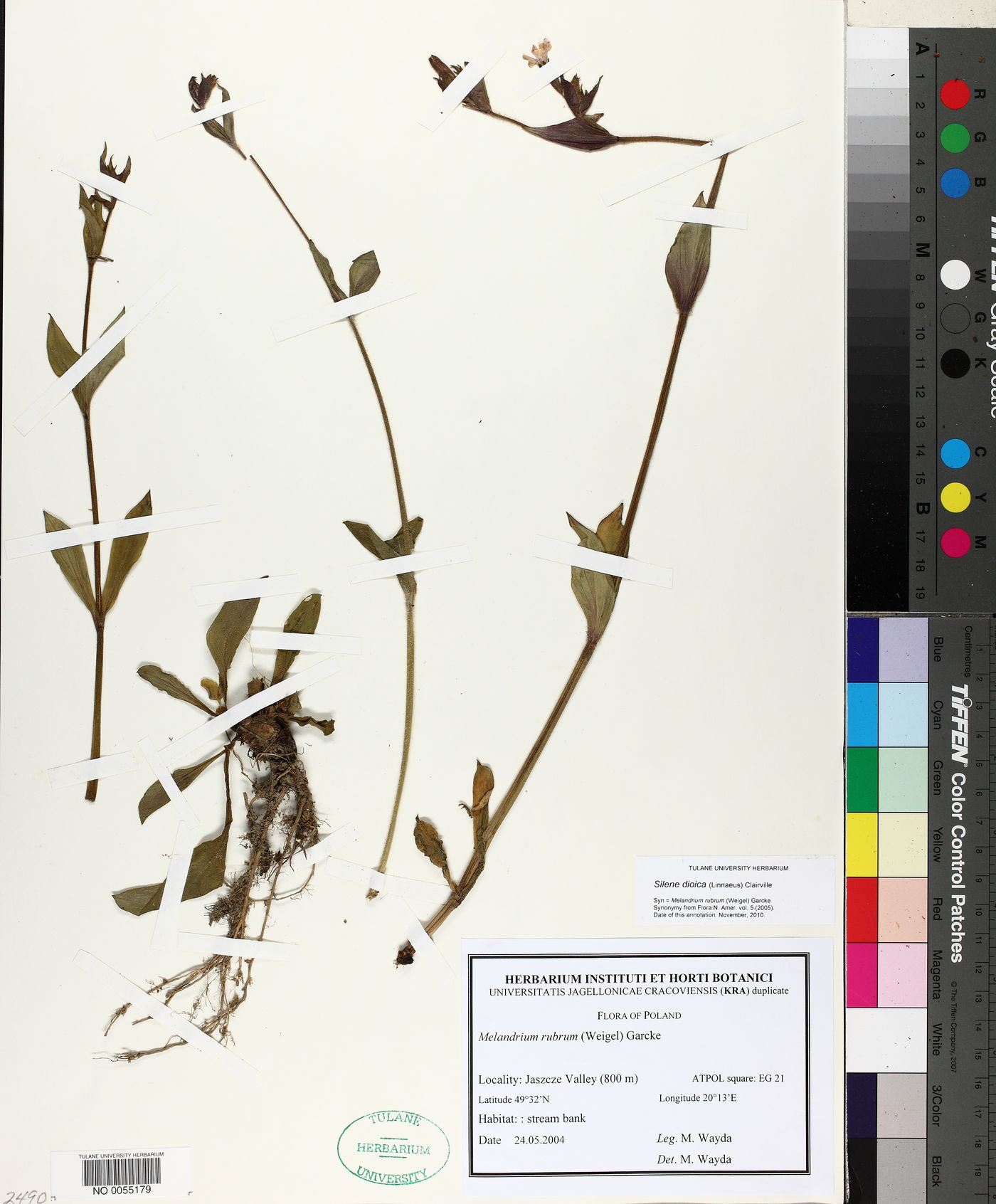 Silene dioica image