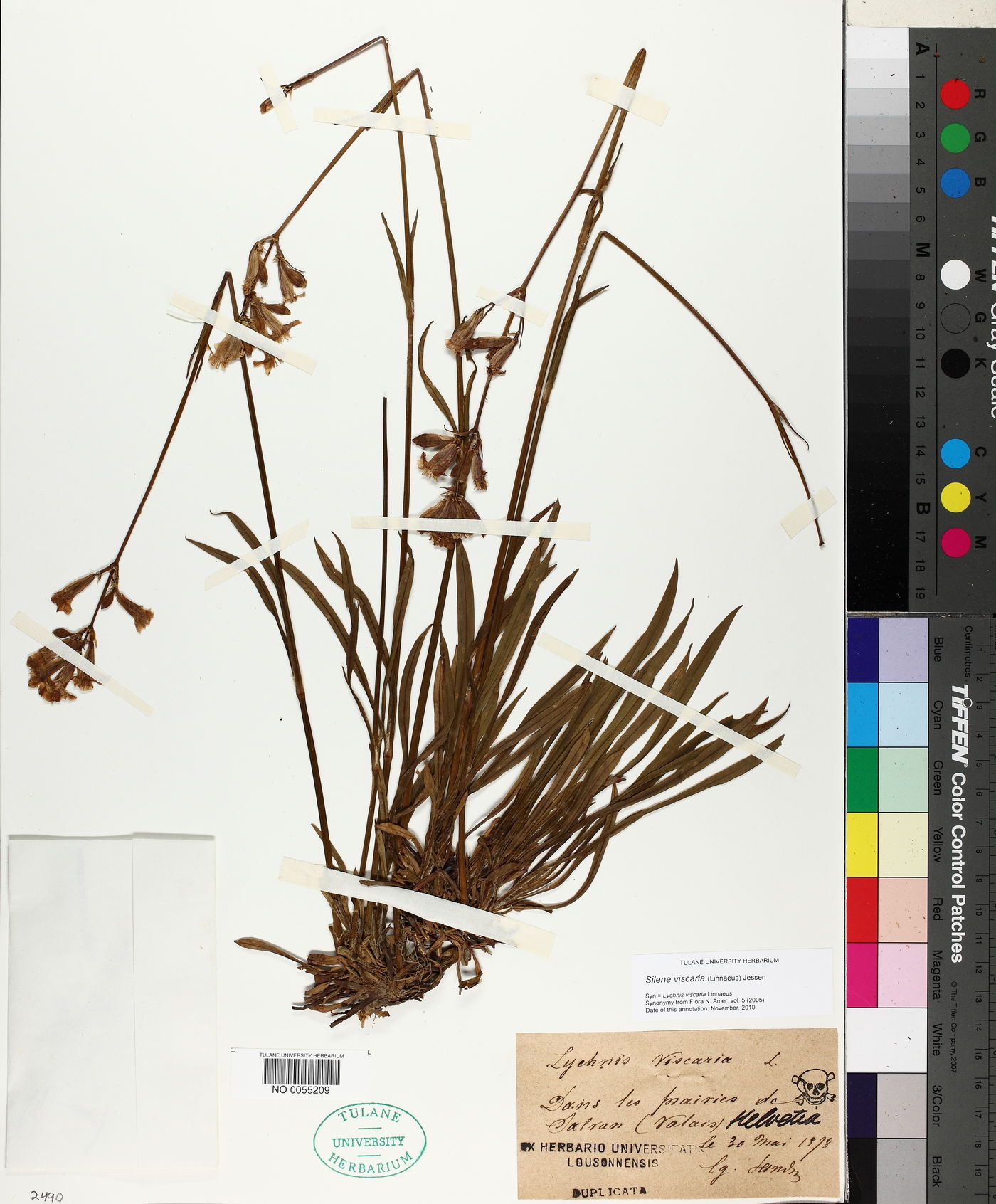 Silene viscaria image