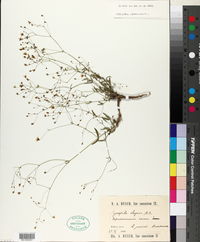Gypsophila elegans image