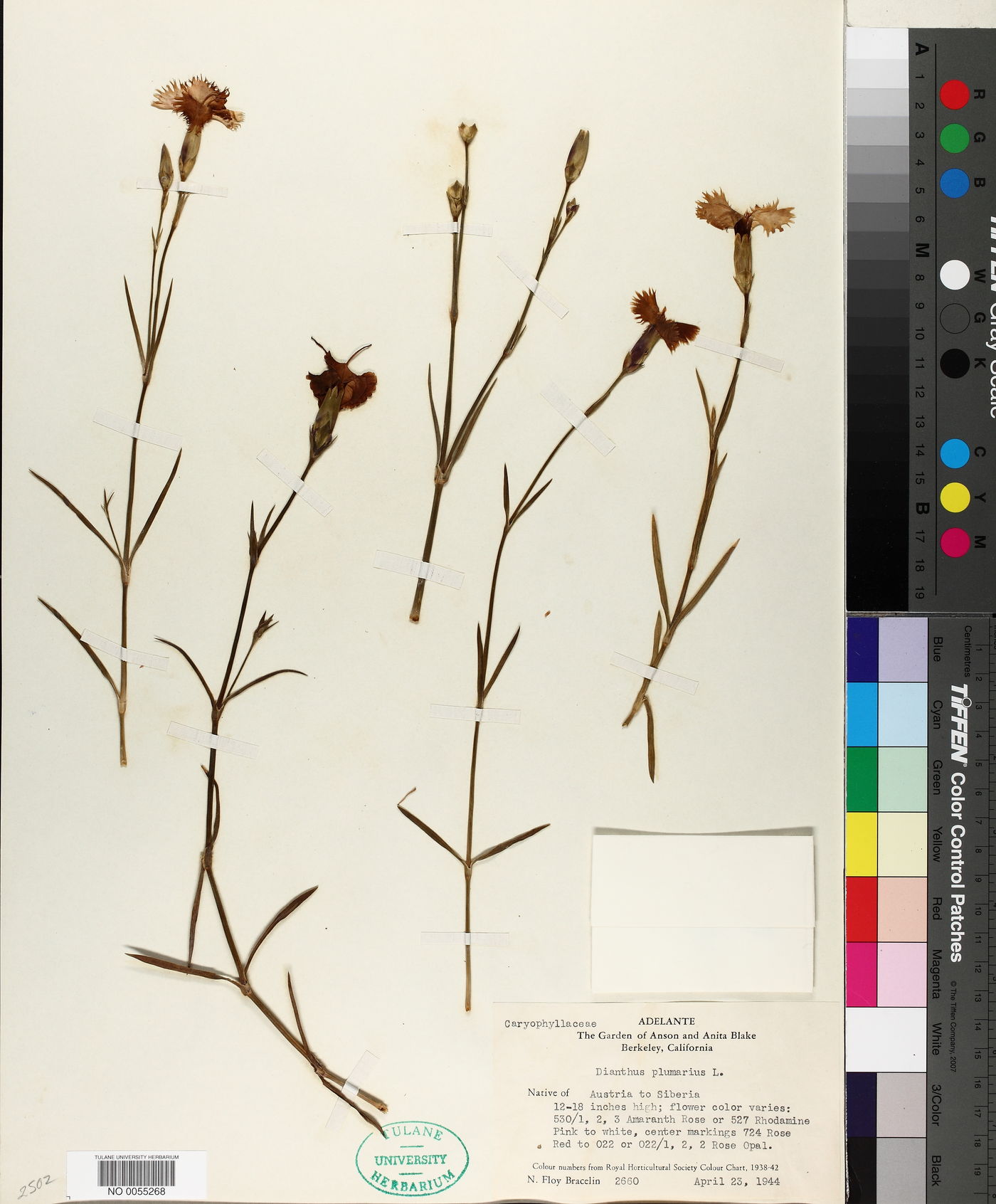 Dianthus plumarius image