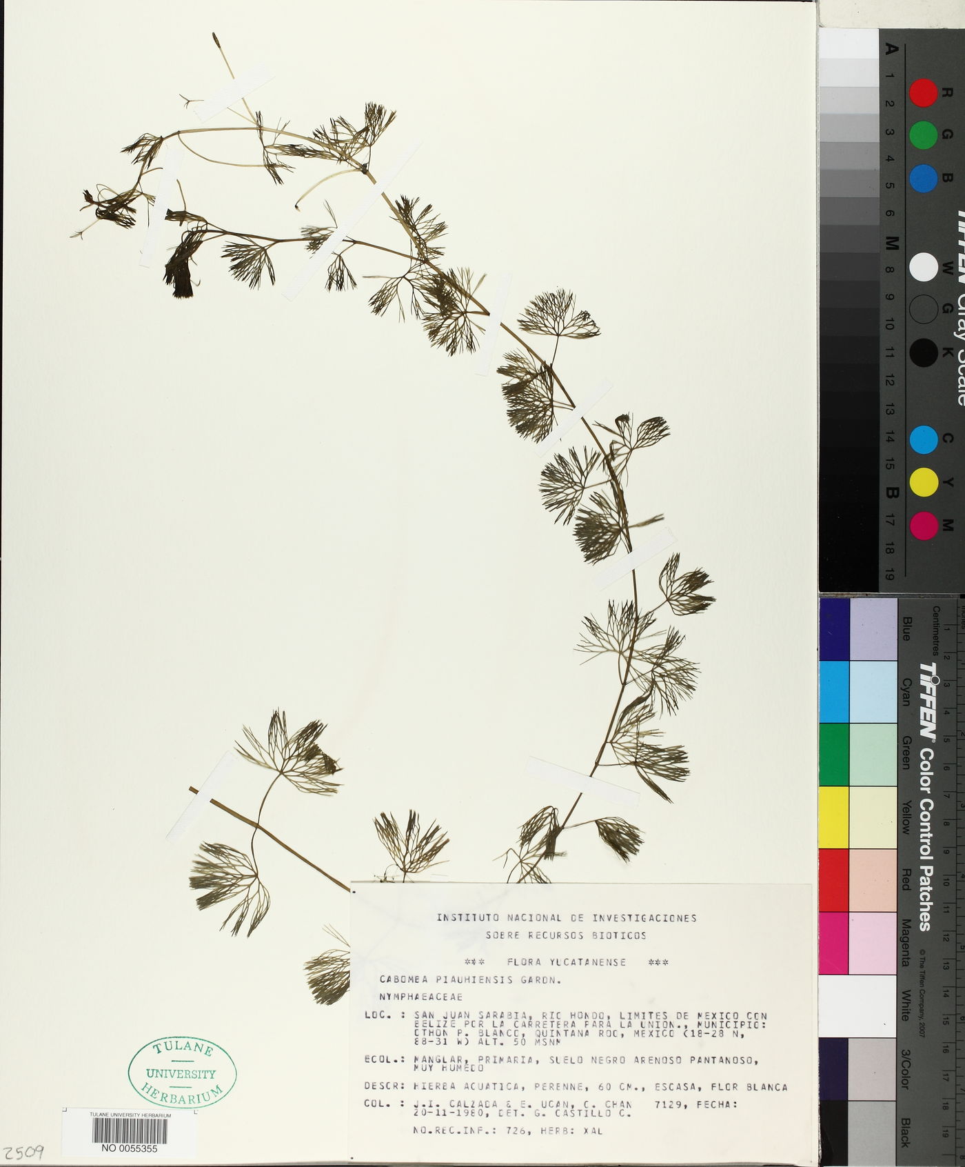Cabomba piauhyensis image