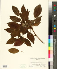 Trochodendron aralioides image