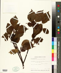 Trochodendron aralioides image