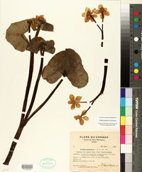 Caltha palustris image