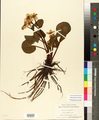 Caltha palustris image