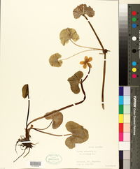 Caltha palustris image