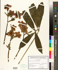 Helleborus purpurascens image