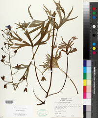 Delphinium alabamicum image