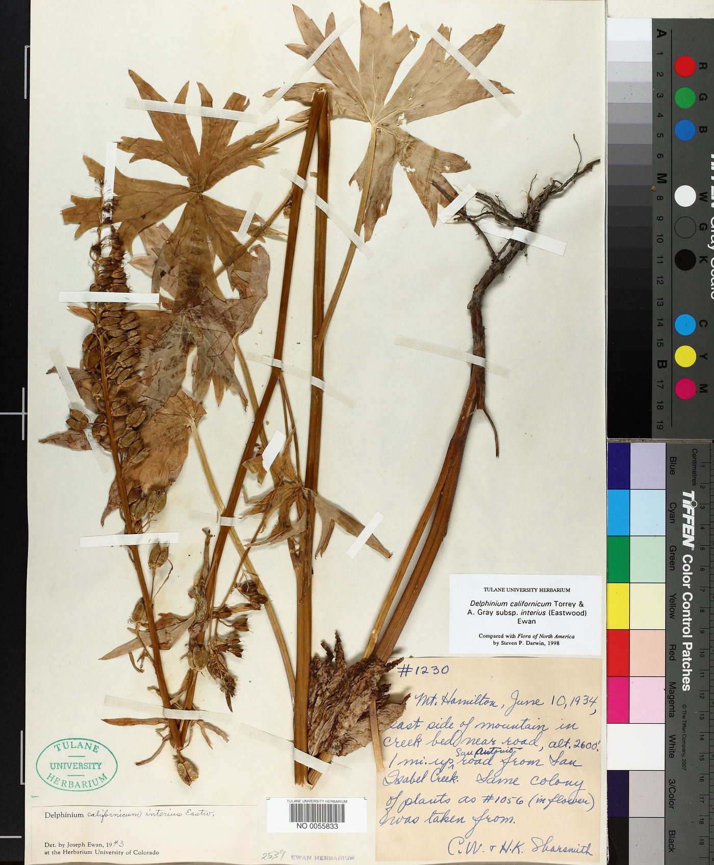 Delphinium californicum subsp. interius image