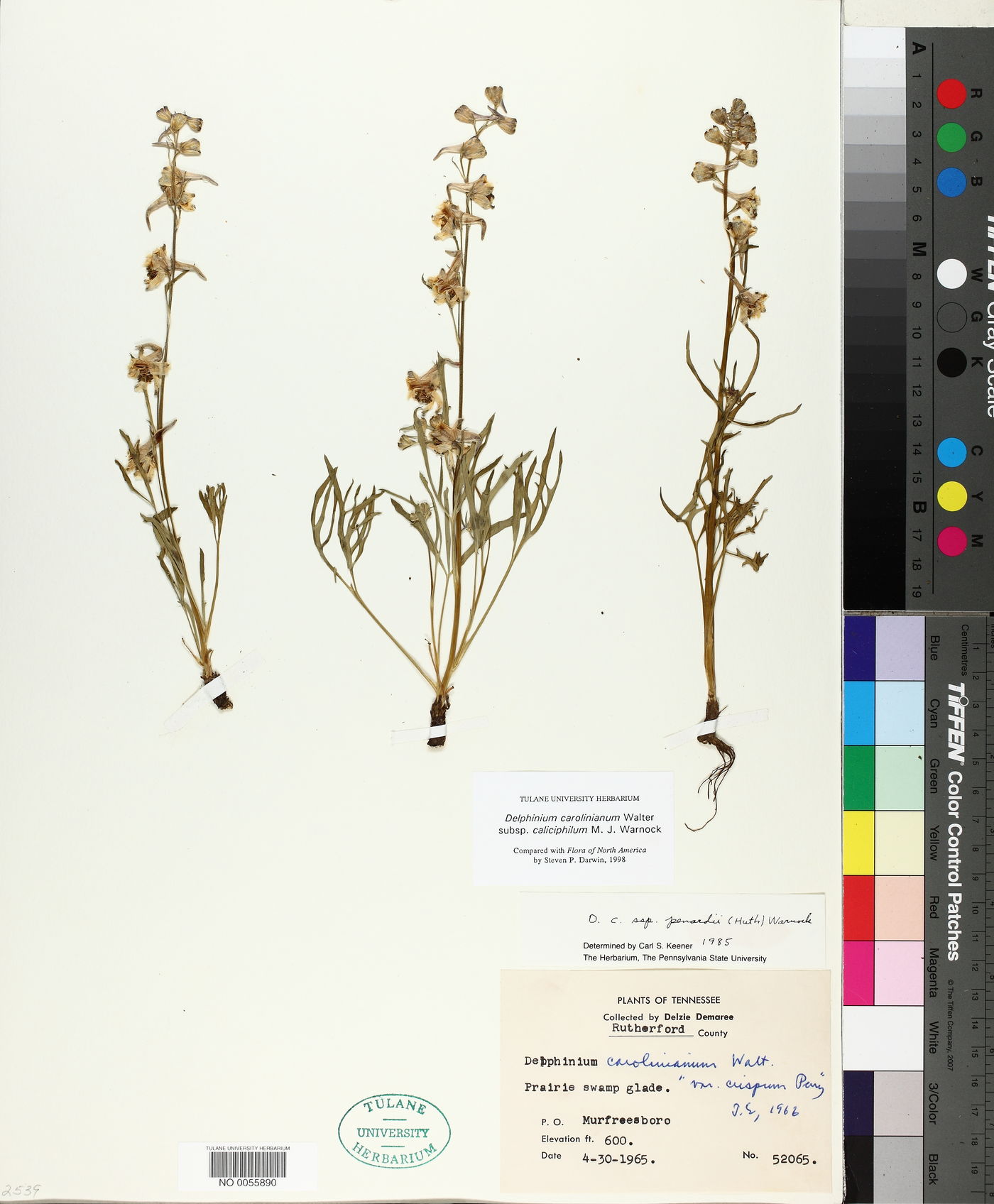 Delphinium carolinianum subsp. carolinianum image
