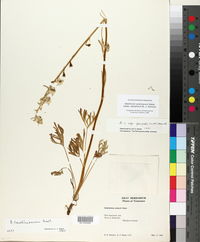 Delphinium carolinianum subsp. calciphilum image