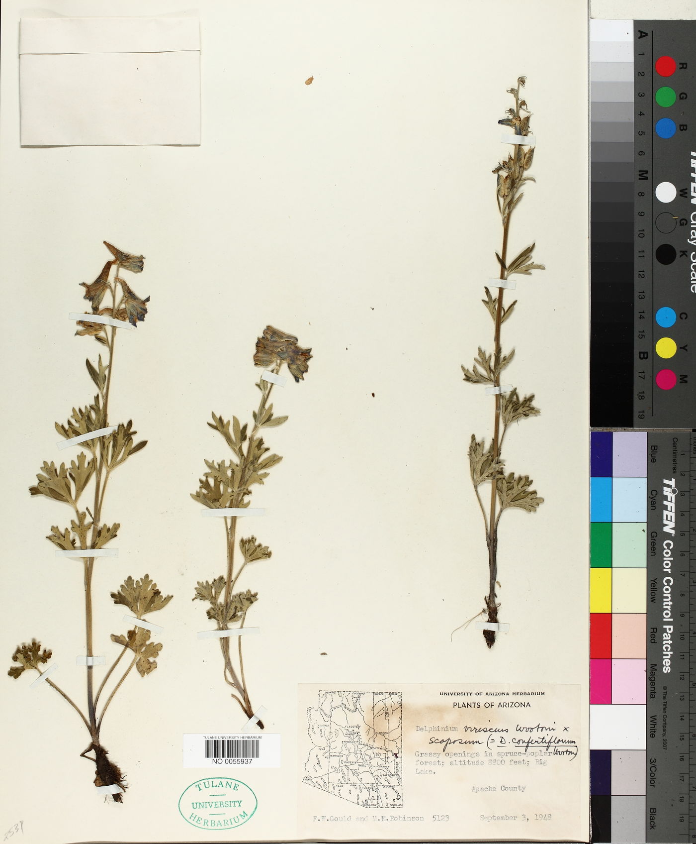 Delphinium x confertiflorum image