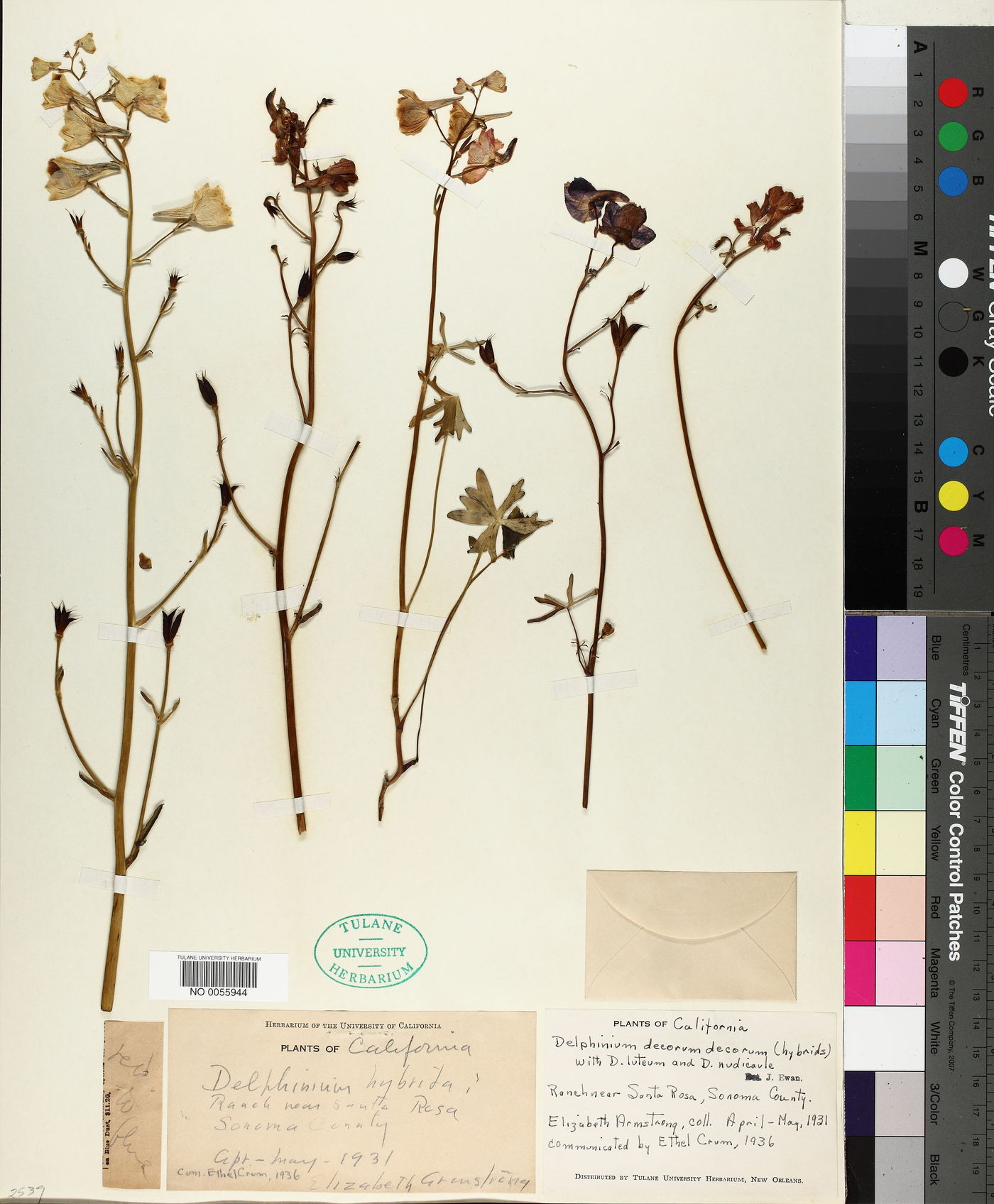 Delphinium decorum subsp. decorum image
