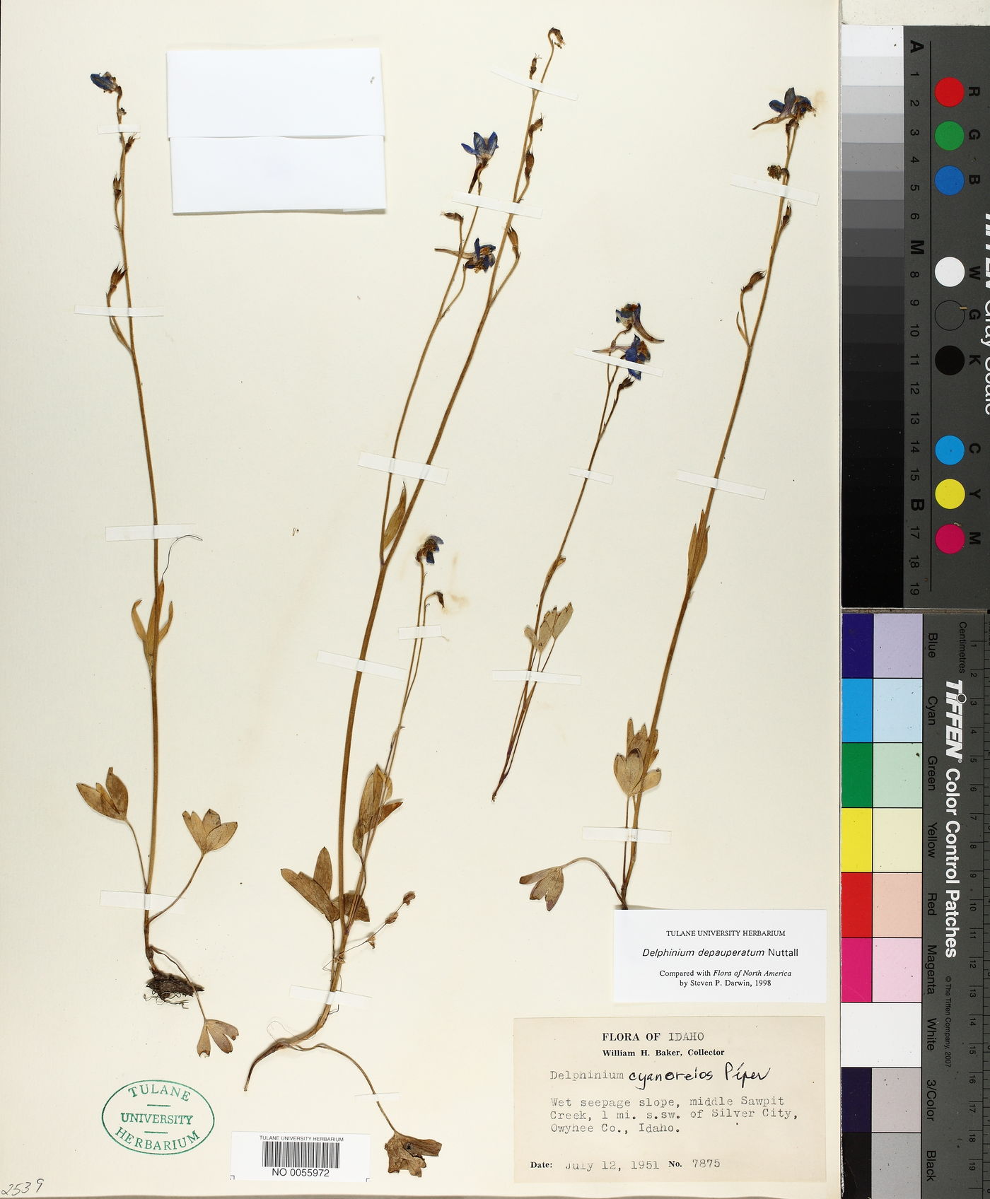 Delphinium depauperatum image