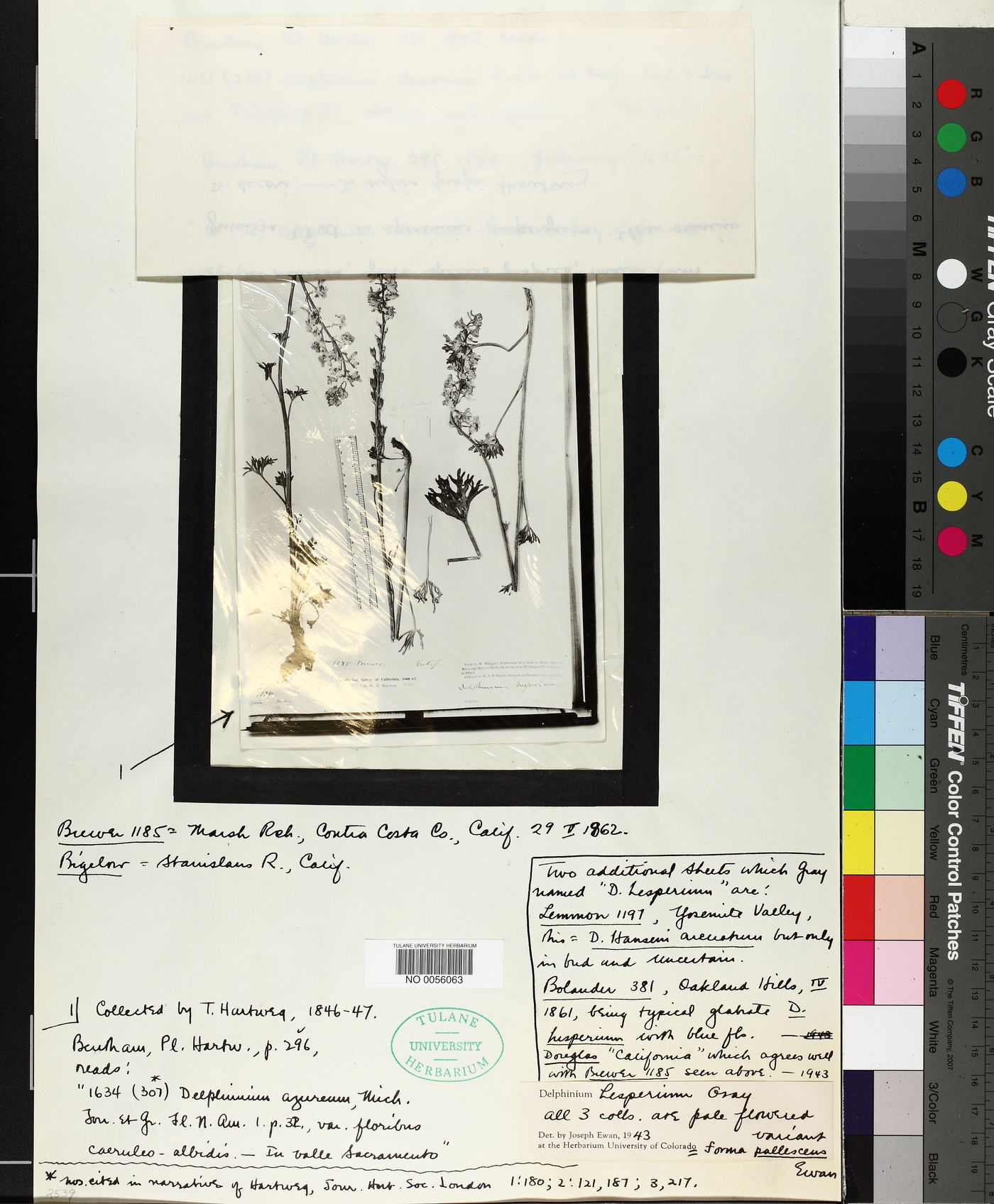 Delphinium hesperium subsp. pallescens image