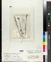 Delphinium parryi subsp. seditiosum image