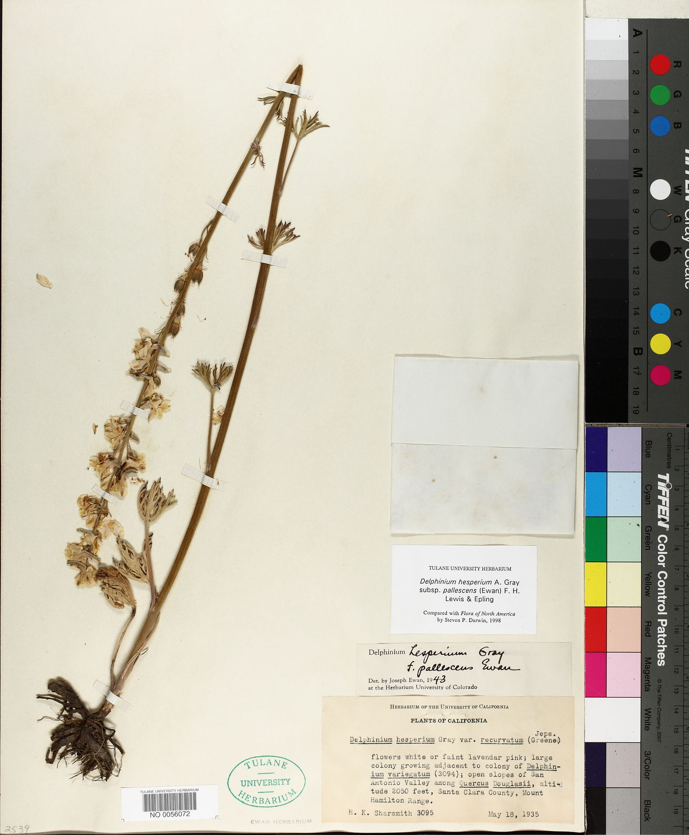 Delphinium hesperium subsp. pallescens image