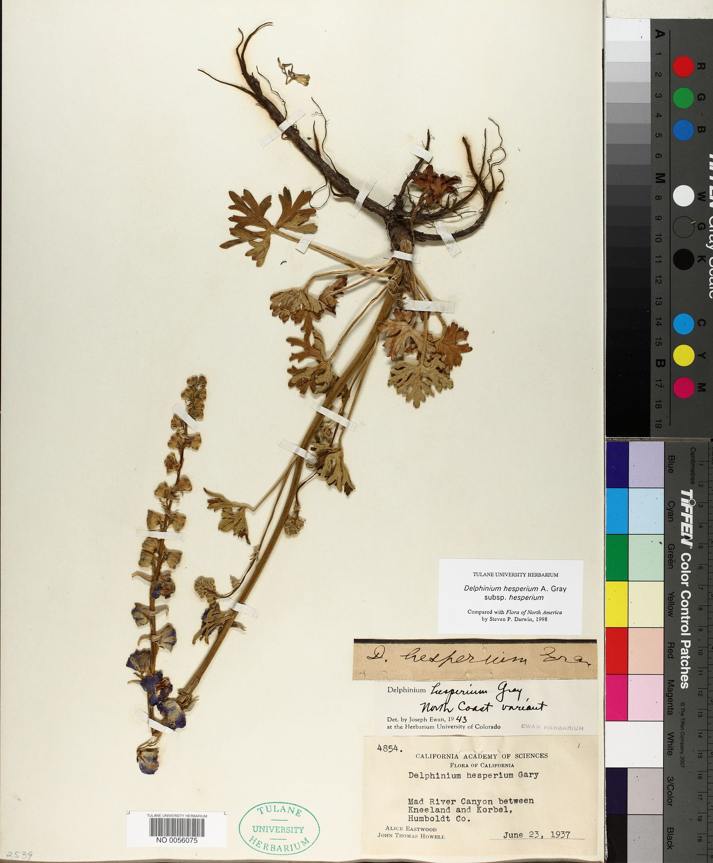 Delphinium hesperium subsp. hesperium image