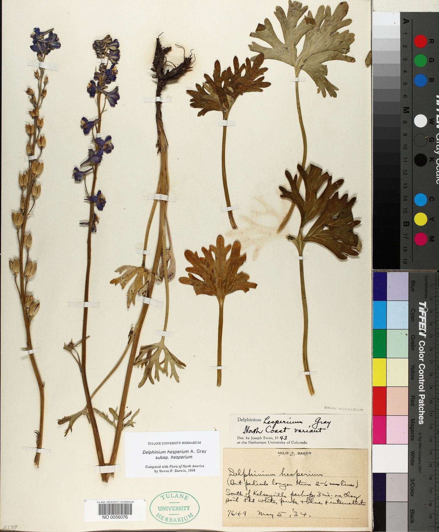 Delphinium hesperium subsp. hesperium image