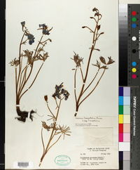 Delphinium lineapetalum subsp. lineapetalum image